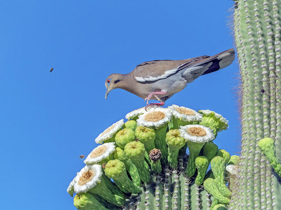 White-wiged Dove on Saguaro Blooms 9887-050918-1cr Photograph by Tam Ryan