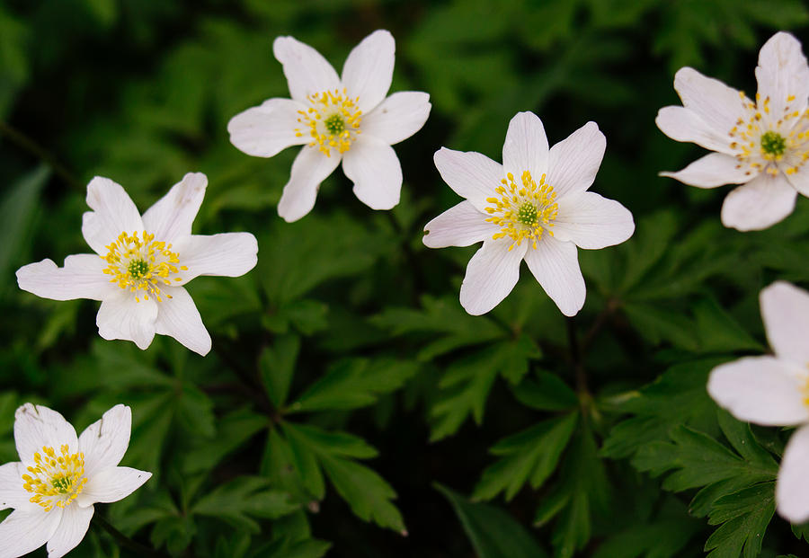 White Wild Anemone Photograph by Pati Photography - Fine Art America