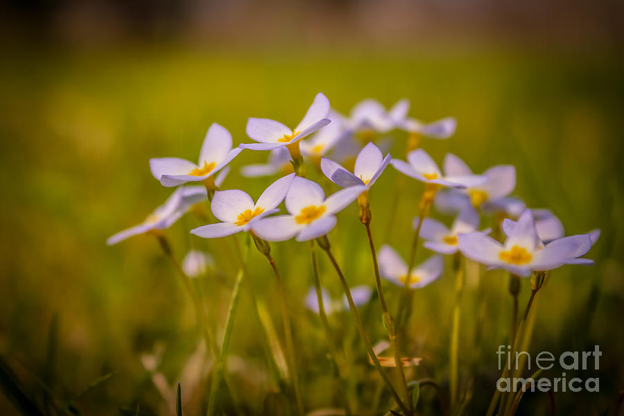 White wild flowers - close up Photograph by Claudia M Photography