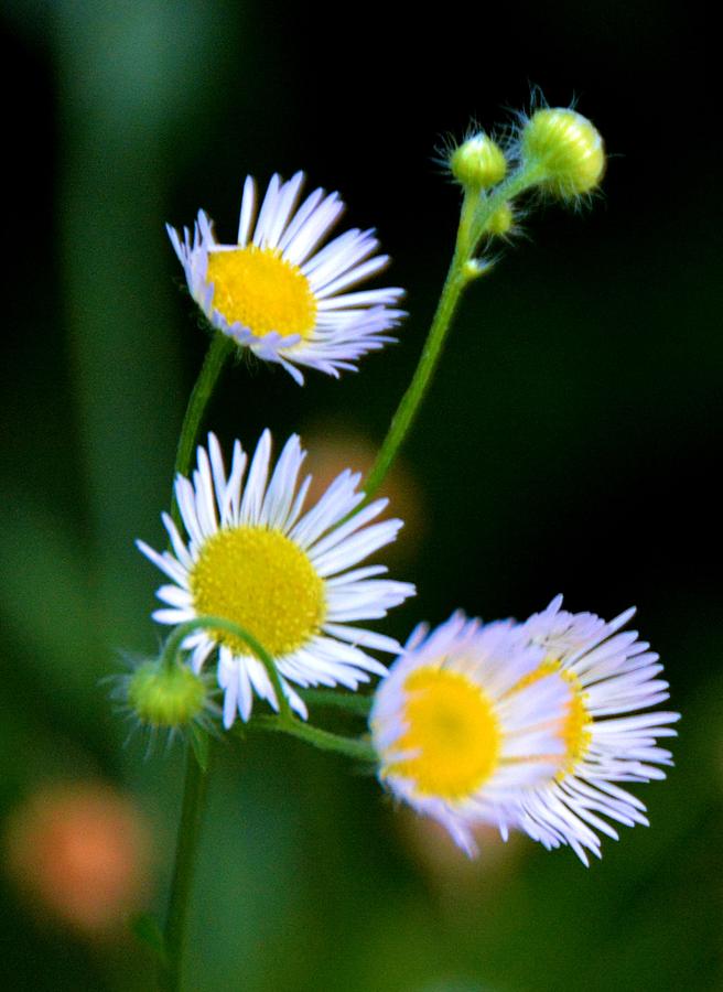 White Wild Flowers Photograph by Nancy Jenkins - Fine Art America