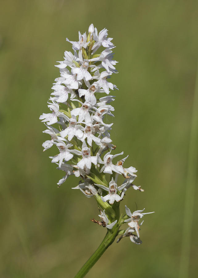 White wild Orchid  Photograph by Chris Smith