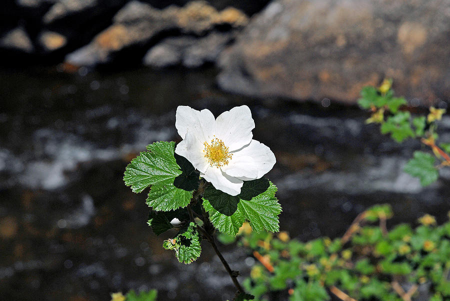 White Wild Rose in Big Thompson Canyon Photograph by Robert Meyers-Lussier