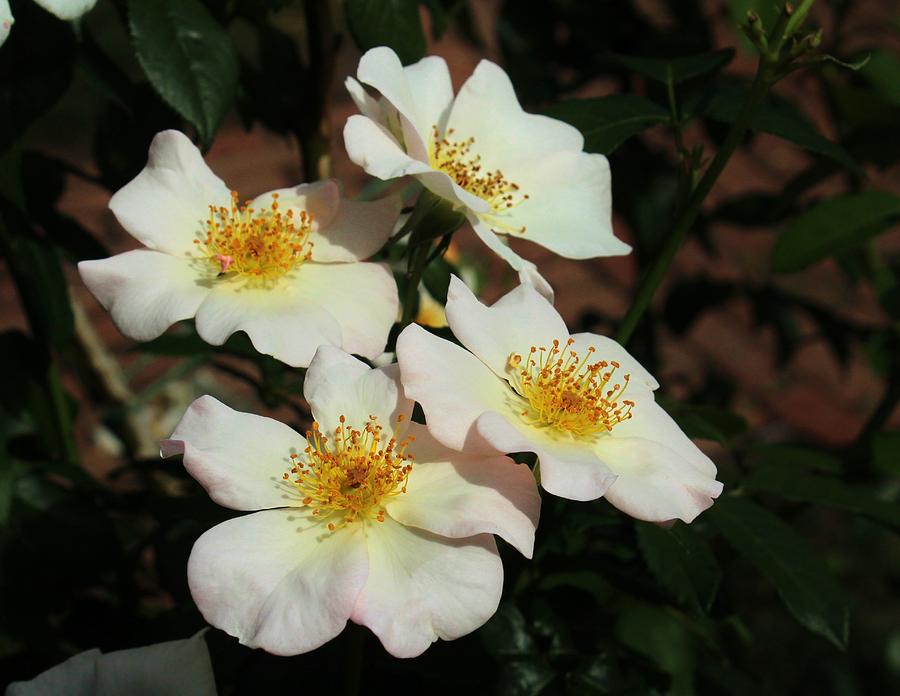 White Wild Roses Photograph by Karen Silvestri