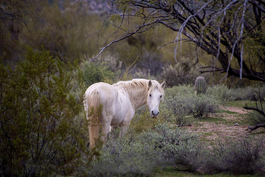 White Wild Stallion watches his back Photograph by Dave Dilli