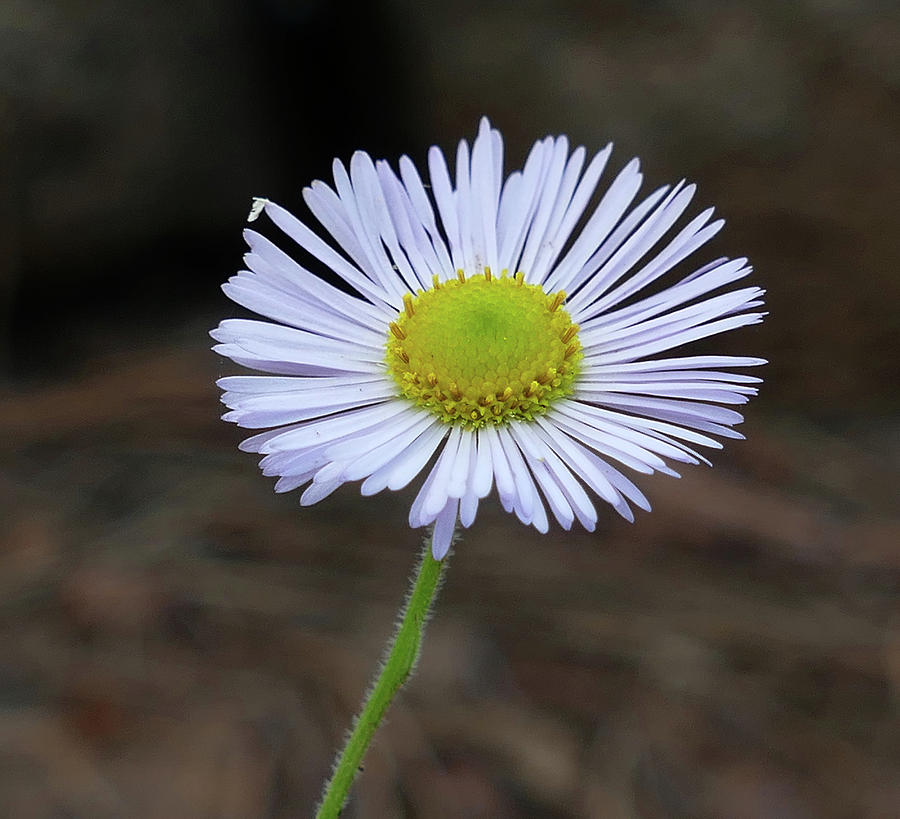 White Wildflower Photograph by Laurel Powell