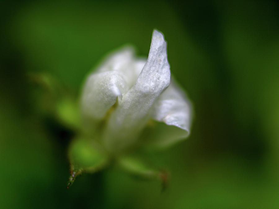 White Wildflower Photograph