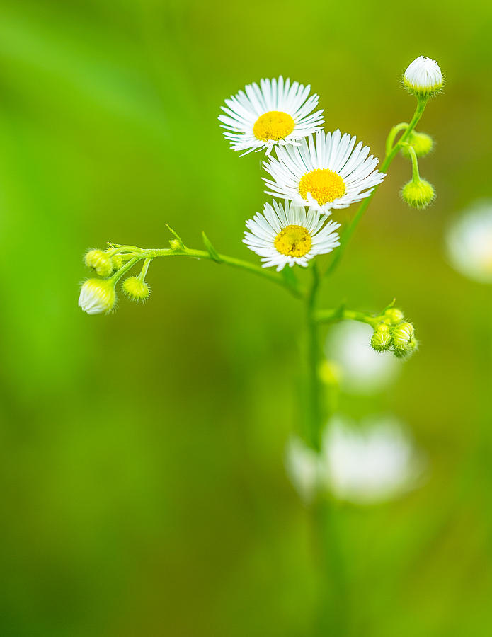 White Wildflower Yellow Center Photograph By Alex Zabo