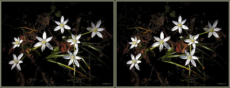White Wildflowers - 3D Stereo X-View Digital Art by Brian Wallace