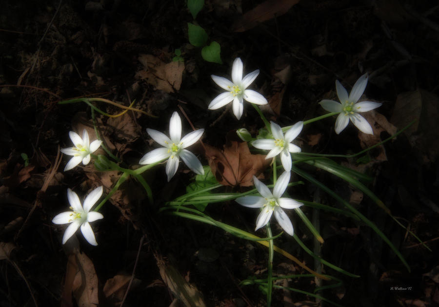 White Wildflowers Photograph by Brian Wallace