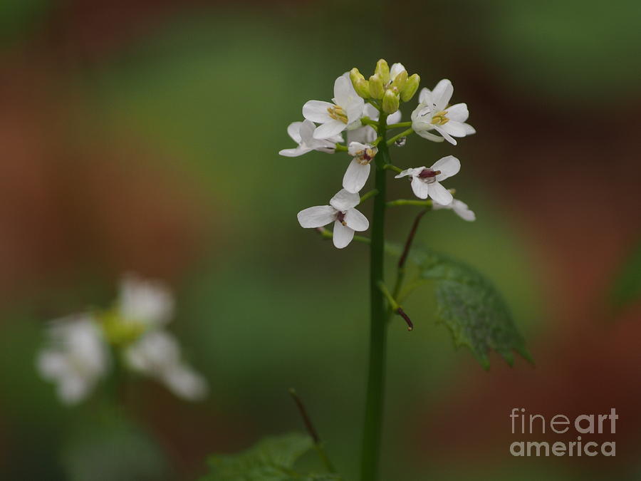 White Wildflowers Photograph by Dorothy Lee