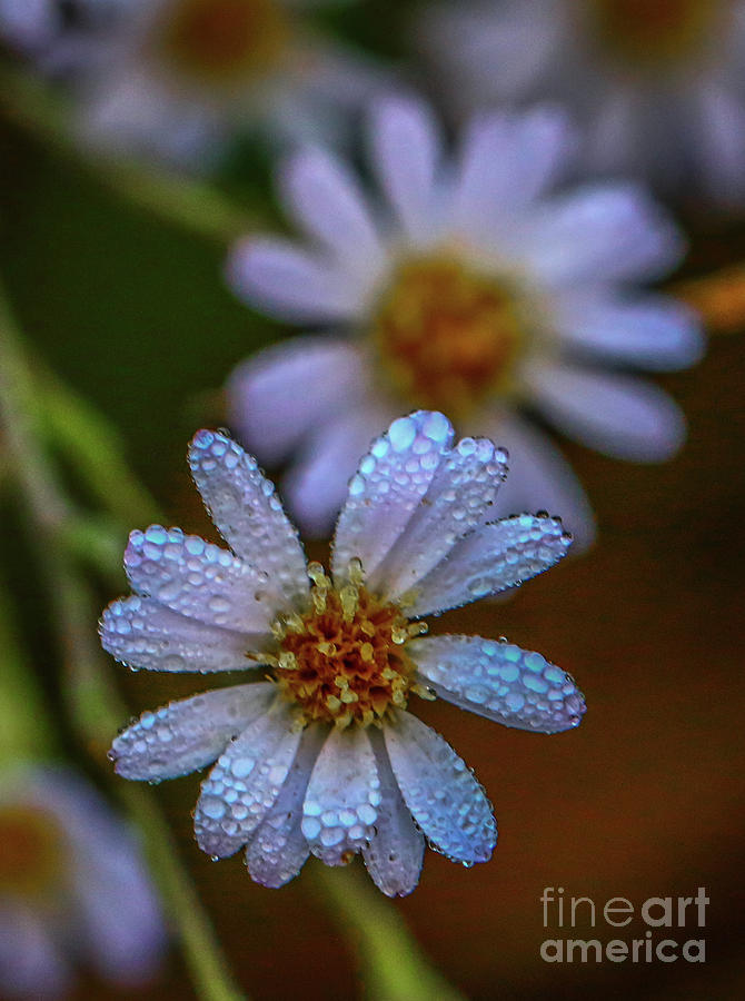 White Wildflowers with Dew Photograph by Tom Claud