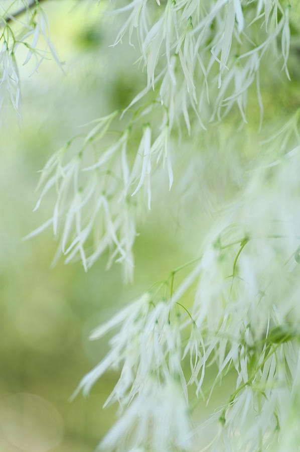 White Wind. Fringetree Bloom Photograph by Jenny Rainbow