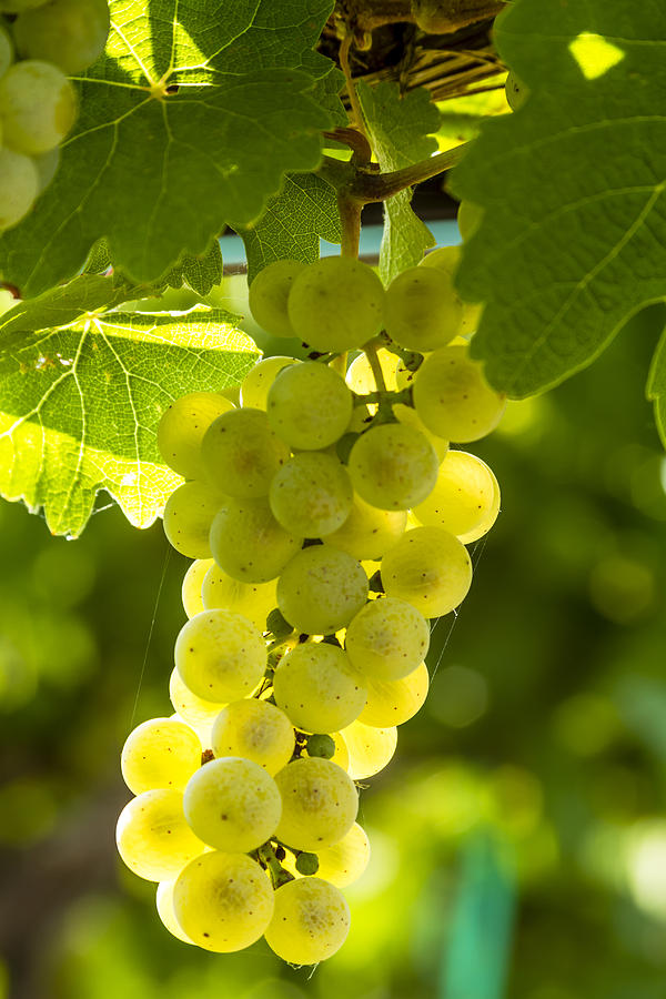 White Wine Grapes Lit By the Sun Photograph by Teri Virbickis