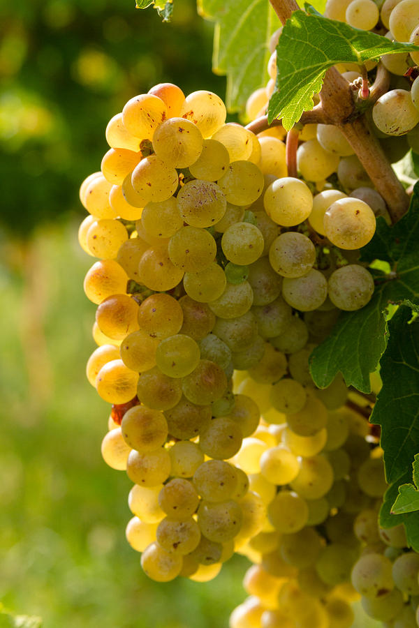 White Wine Grapes Photograph by Teri Virbickis