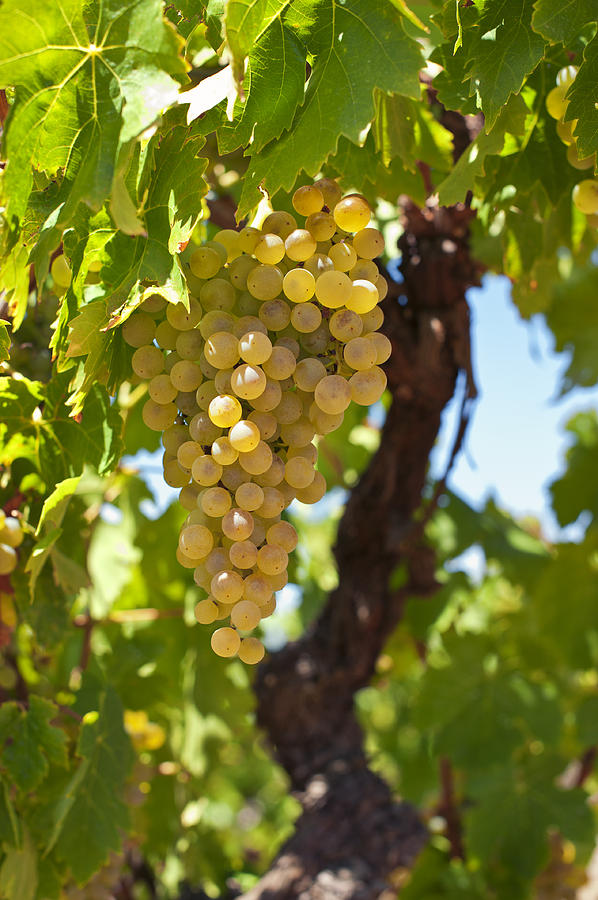 Nature Photograph - White wine grapes  by U Schade
