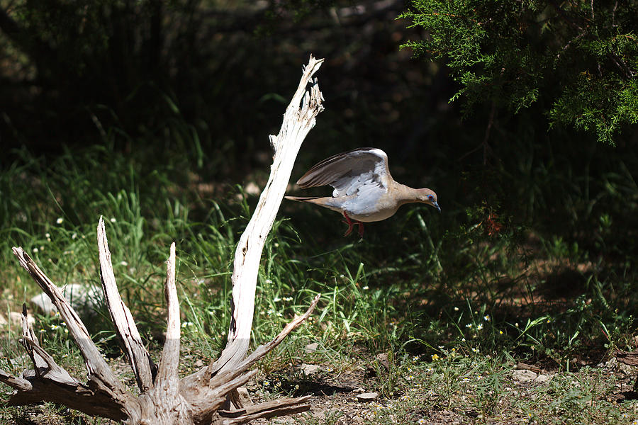 White wing dove in flight Photograph by James Smullins