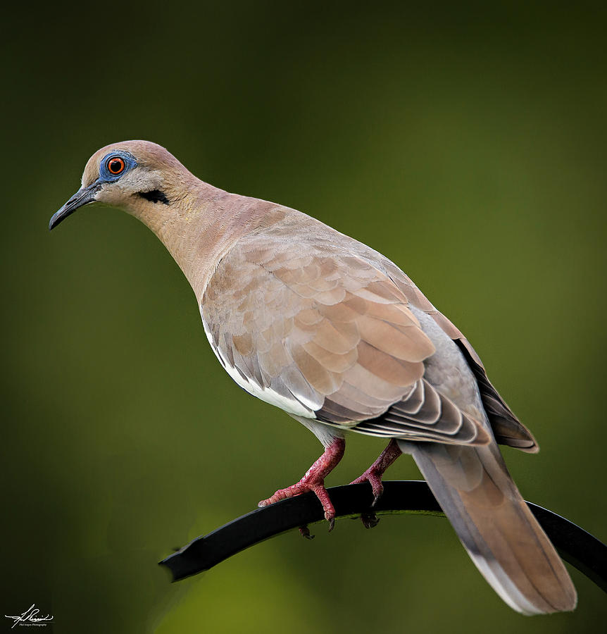 Bird Photograph - White Winged Dove 02 by Phil And Karen Rispin
