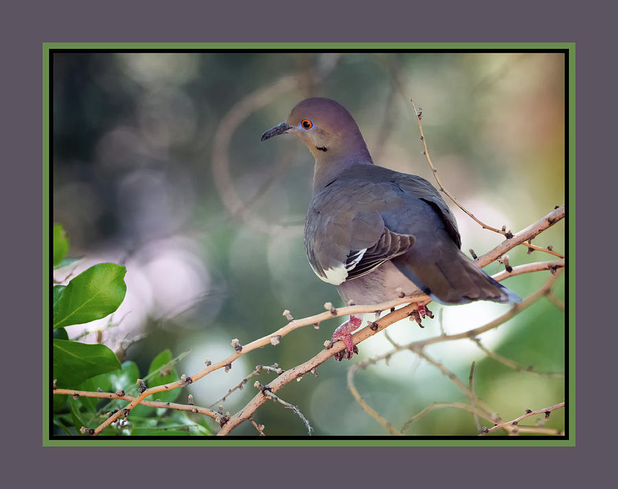 White-winged Dove 0210-050918-1cr-matte Photograph by Tam Ryan