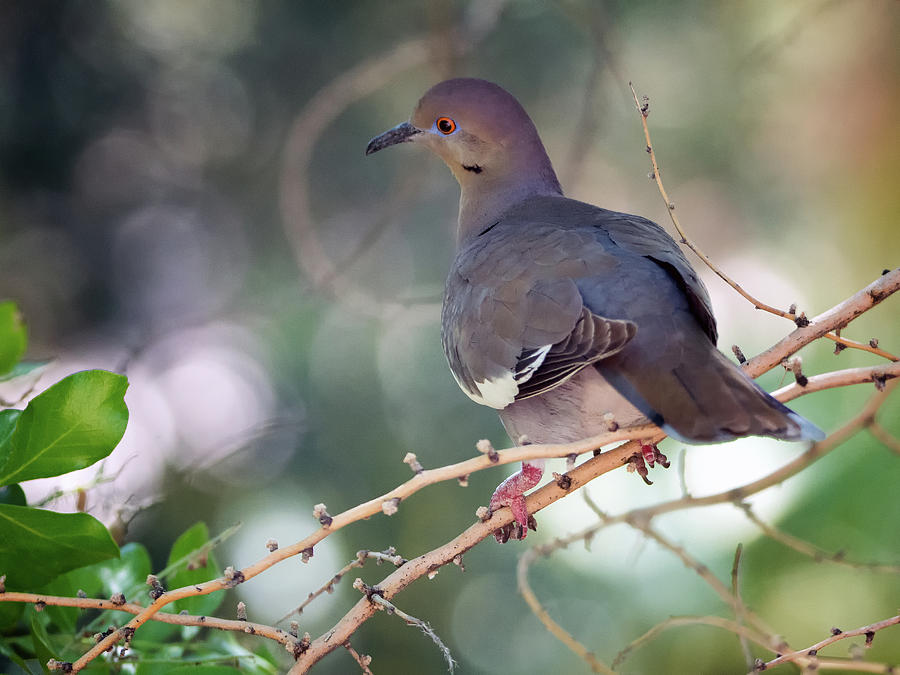White-winged Dove 0210-050918-1cr Photograph by Tam Ryan