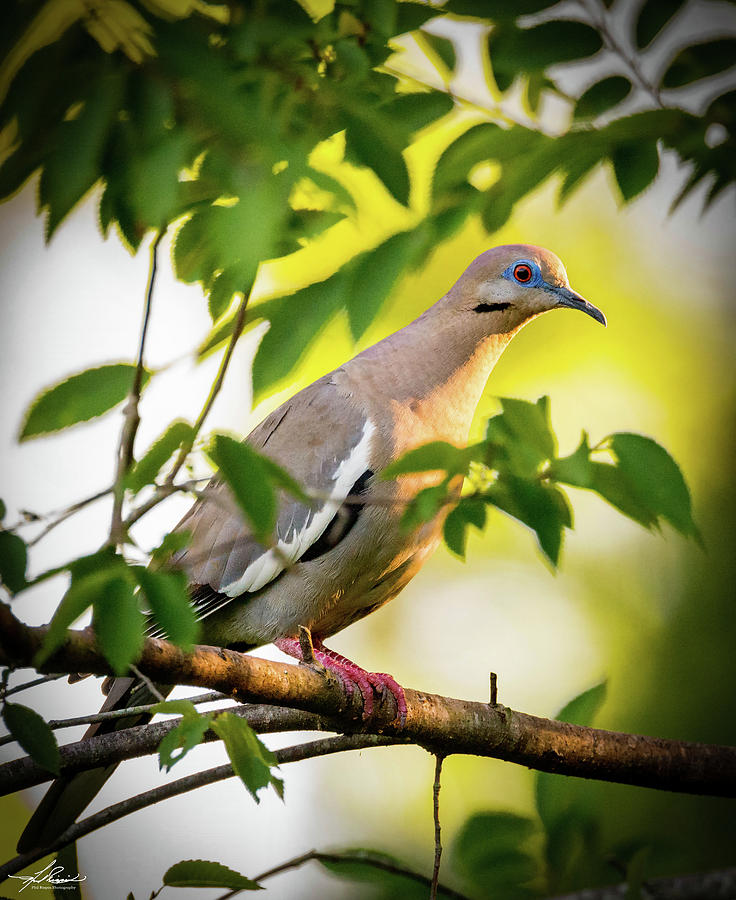 Bird Photograph - White Winged Dove 05 by Phil And Karen Rispin