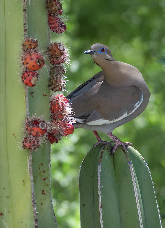 White-winged Dove 0649-051318-1cr Photograph by Tam Ryan