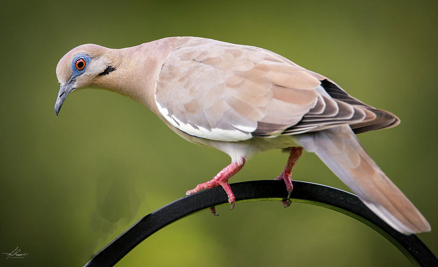 Dove Photograph - White Winged Dove at the Feeder by Phil And Karen Rispin