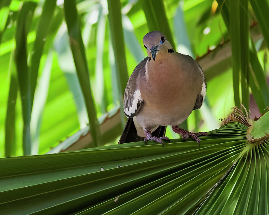 White-winged Dove H48 Photograph
