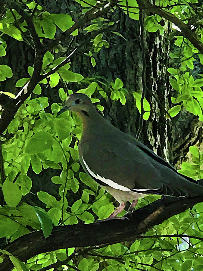 White-winged Dove in Tree Mixed Media by Robert J Sadler