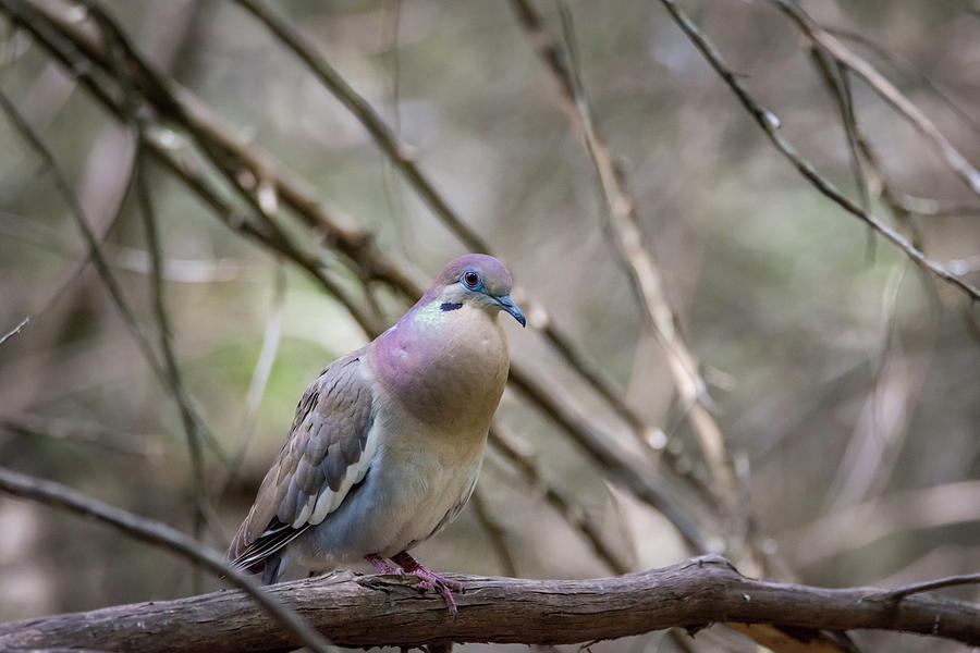 White-winged Dove - Lady Bird Park Photograph by Debra Martz