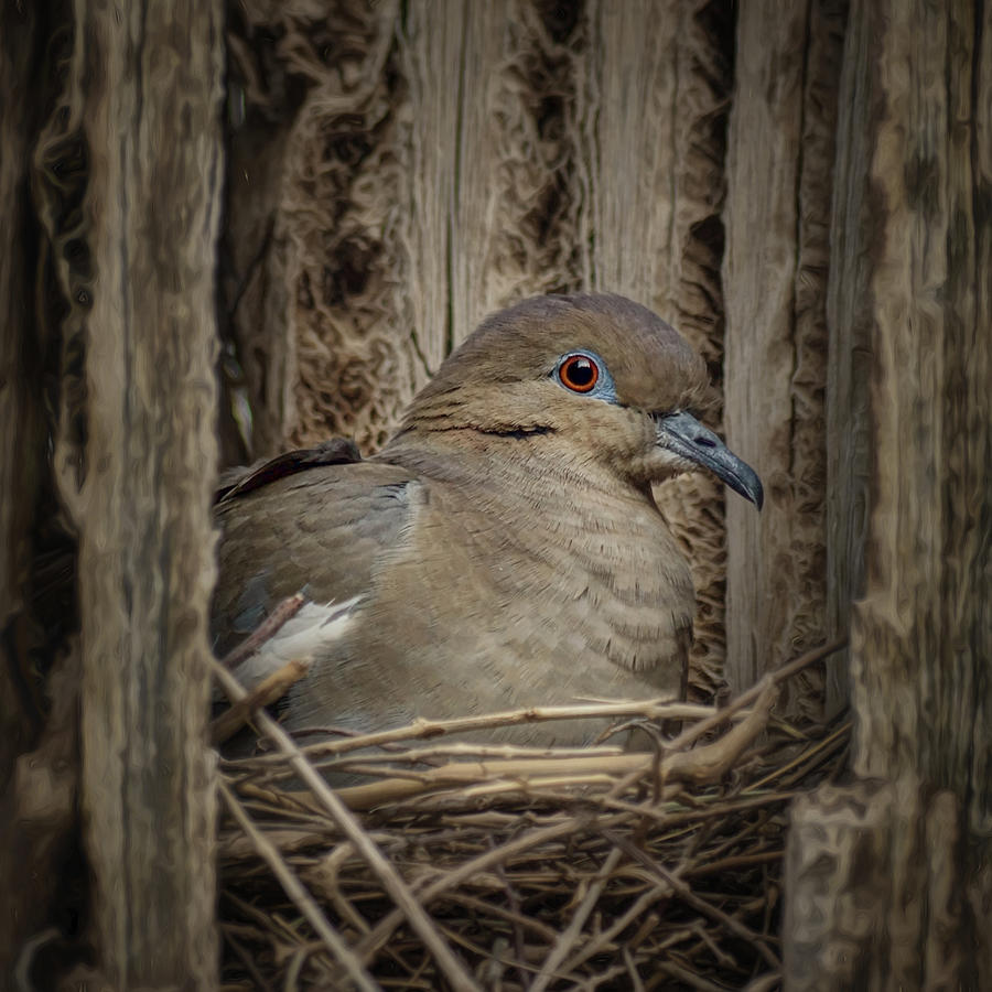 White-winged Dove - Nesting Photograph by Nikolyn McDonald