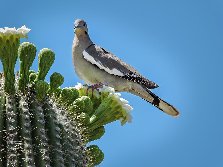 White Winged Dove on Cactus Flower Photograph by Penny Lisowski
