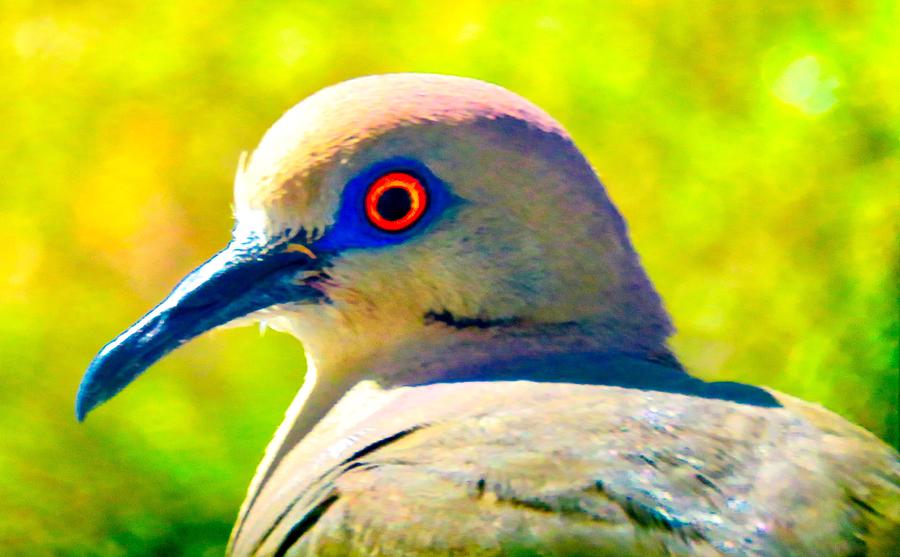 White-Winged Dove Portrait - Bright Eyes Photograph by Judy Kennedy