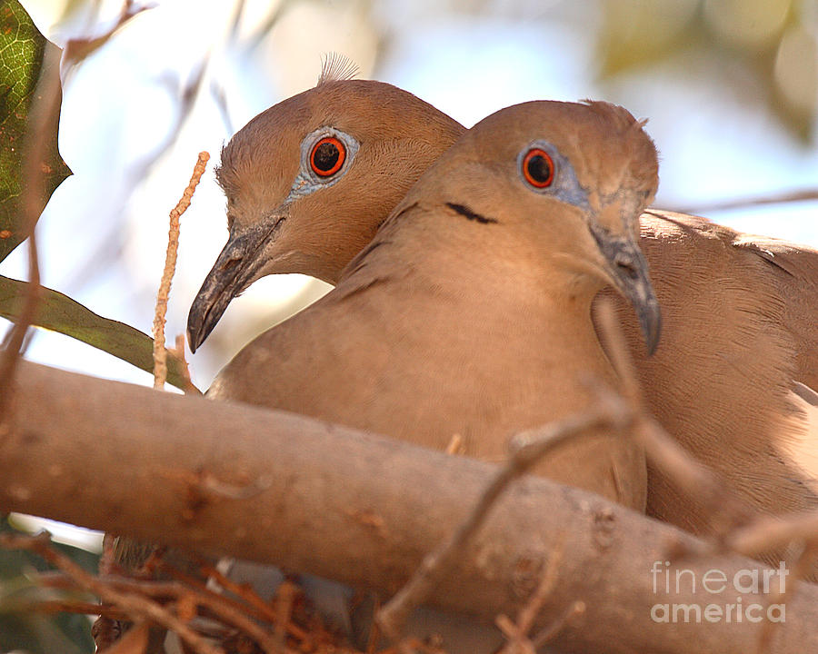 White-winged Doves In Lovebird Pose Photograph by Max Allen