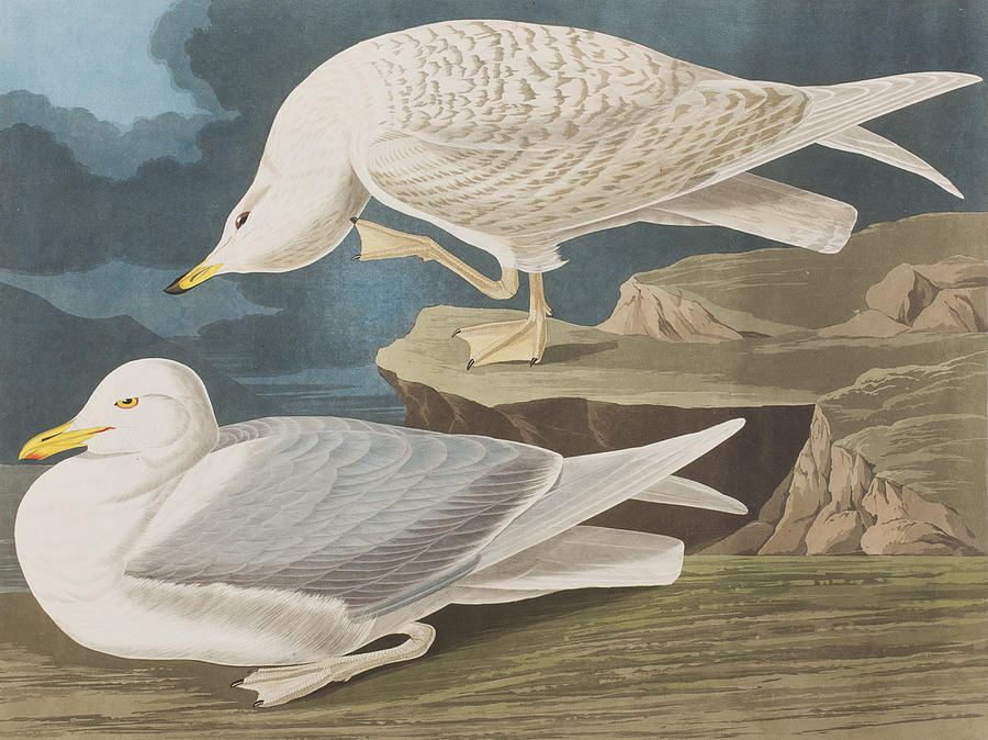 John James Audubon Painting - White-winged silvery Gull by John James Audubon