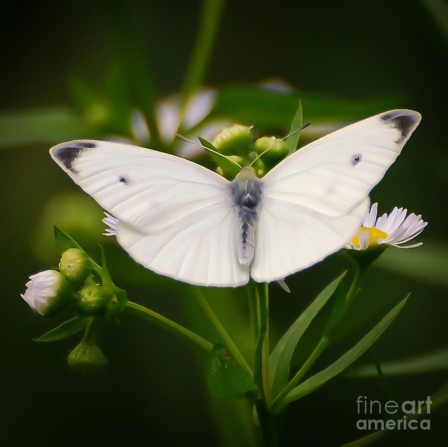 White Wings of Wonder Photograph by Kerri Farley