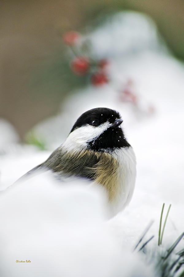 White Winter Chickadee Photograph by Christina Rollo