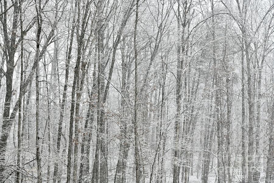 White Winter Photograph