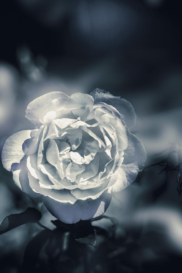 White winter rose wilting in a blue gloomy field Photograph by Jorgo Photography
