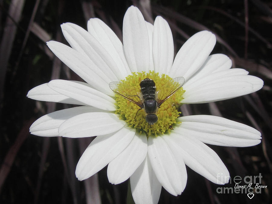 White With Bee Photograph by Donna Brown