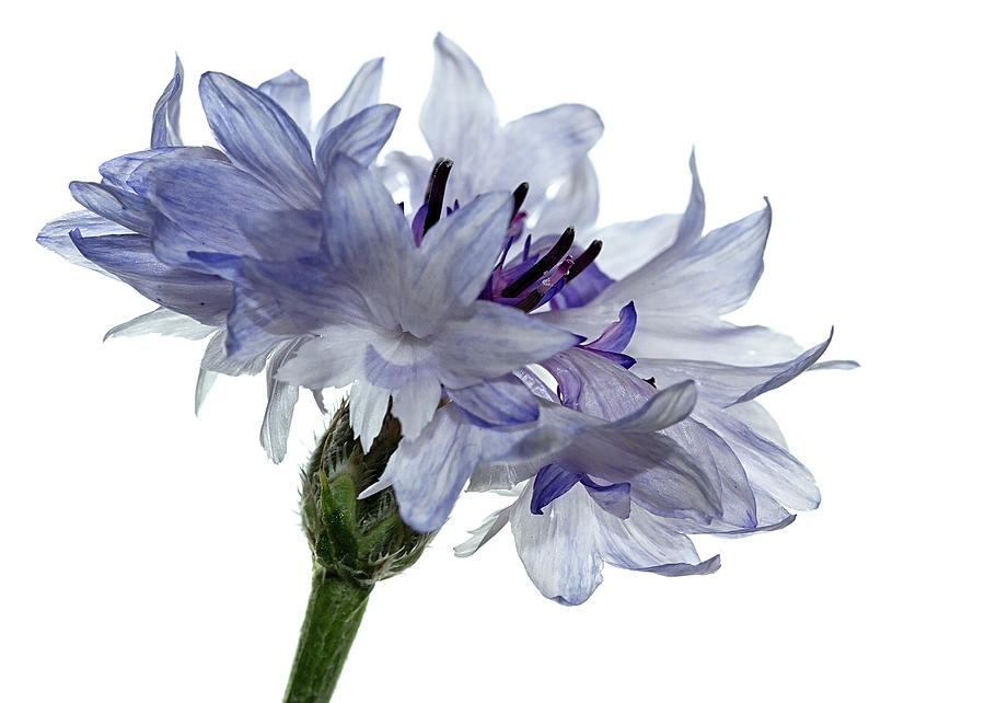 White with blue Cornflower Photograph by Shirley Mitchell