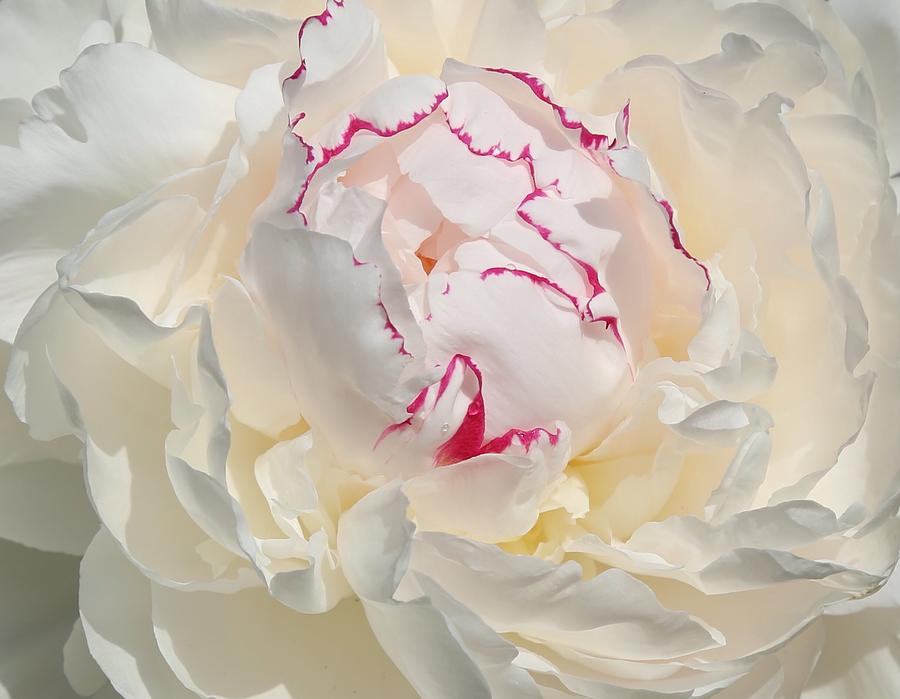 White with dark pink peony Photograph by Lynn Hopwood