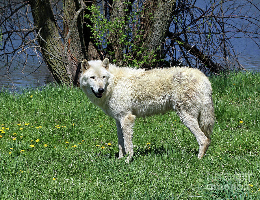 Spring Photograph - White Wolf 2 by Steve Gass