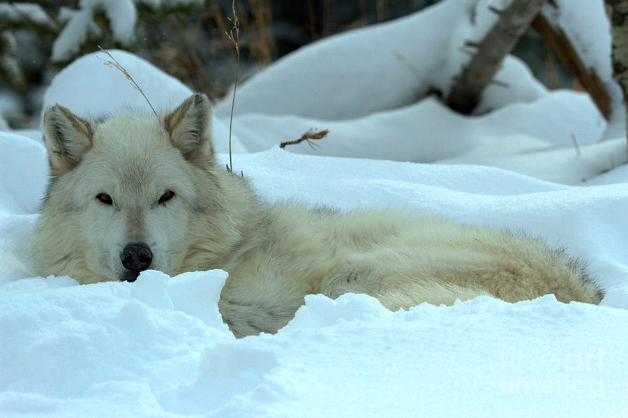 Gray Wolf Winter Nap Photograph by Adam Jewell