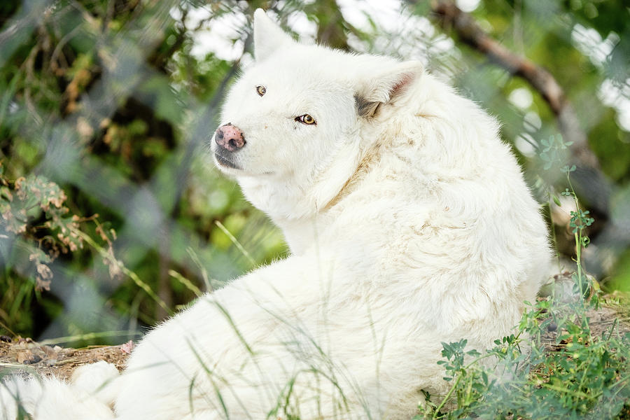 White Wolf Photograph by Brett Engle