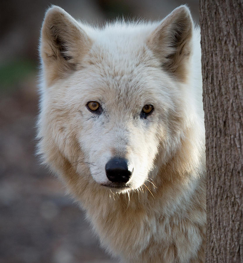 White Wolf Closeup Photograph by Jack Nevitt