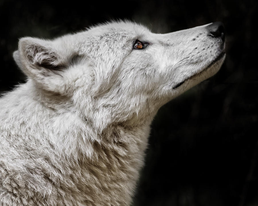 White Wolf Photograph by Wes and Dotty Weber