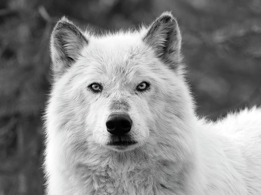 White Wolf Encounter Photograph by Steve McKinzie
