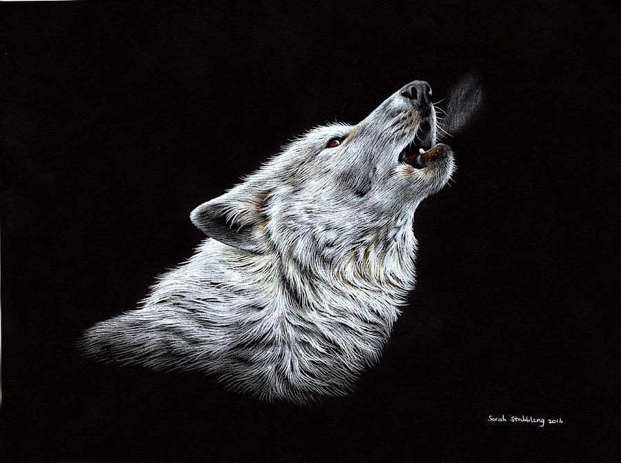 Gray Wolf Howling Drawing