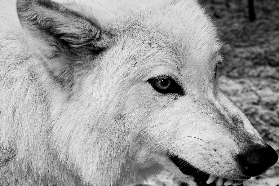 White Wolf I Photograph by Paula Lewis - Fine Art America