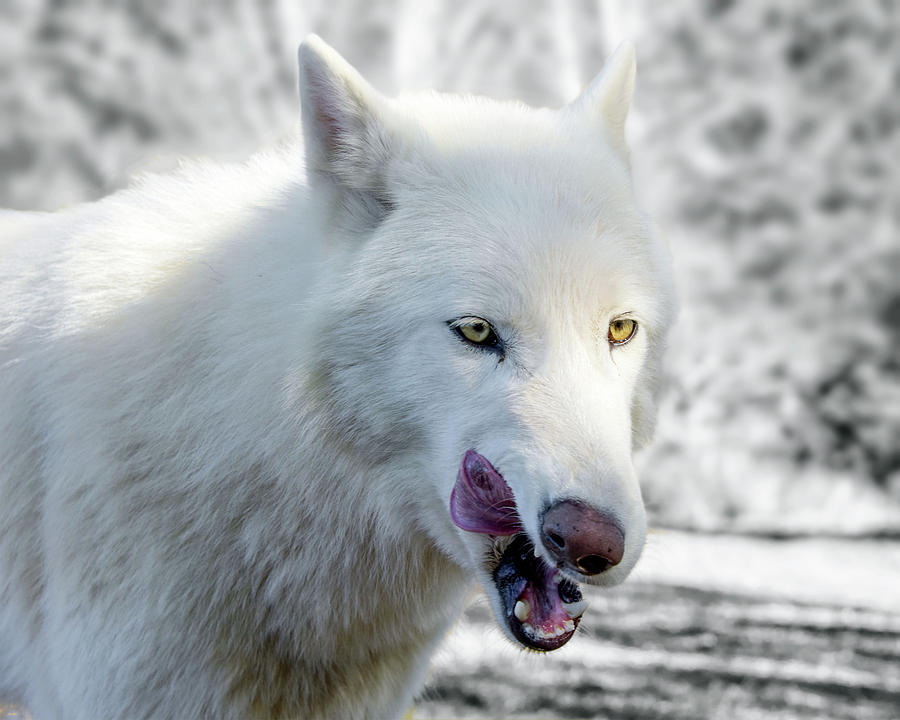 White Wolf Photograph by Jeannee Gannuch